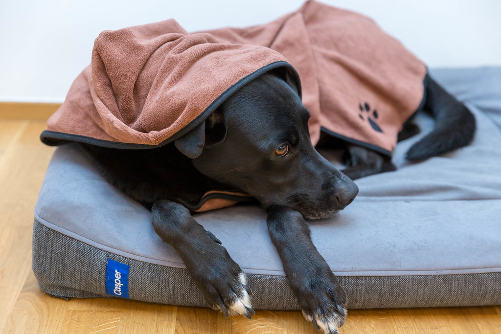 dog bed for a Rottweiler