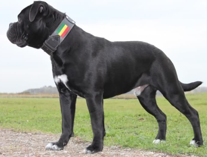 black english bulldog