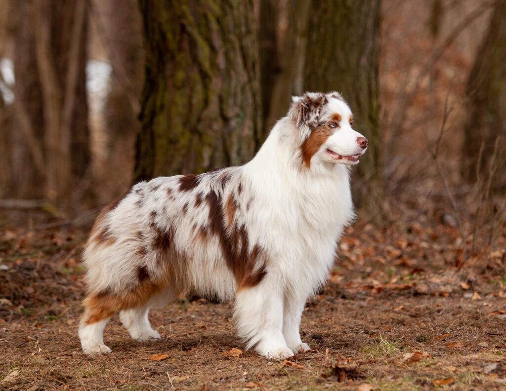 Australian shepherd