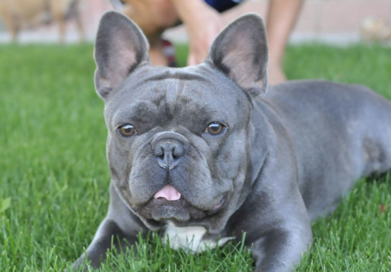 Silver French Bulldogs