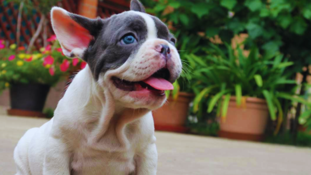 Blue Pied French Bulldog